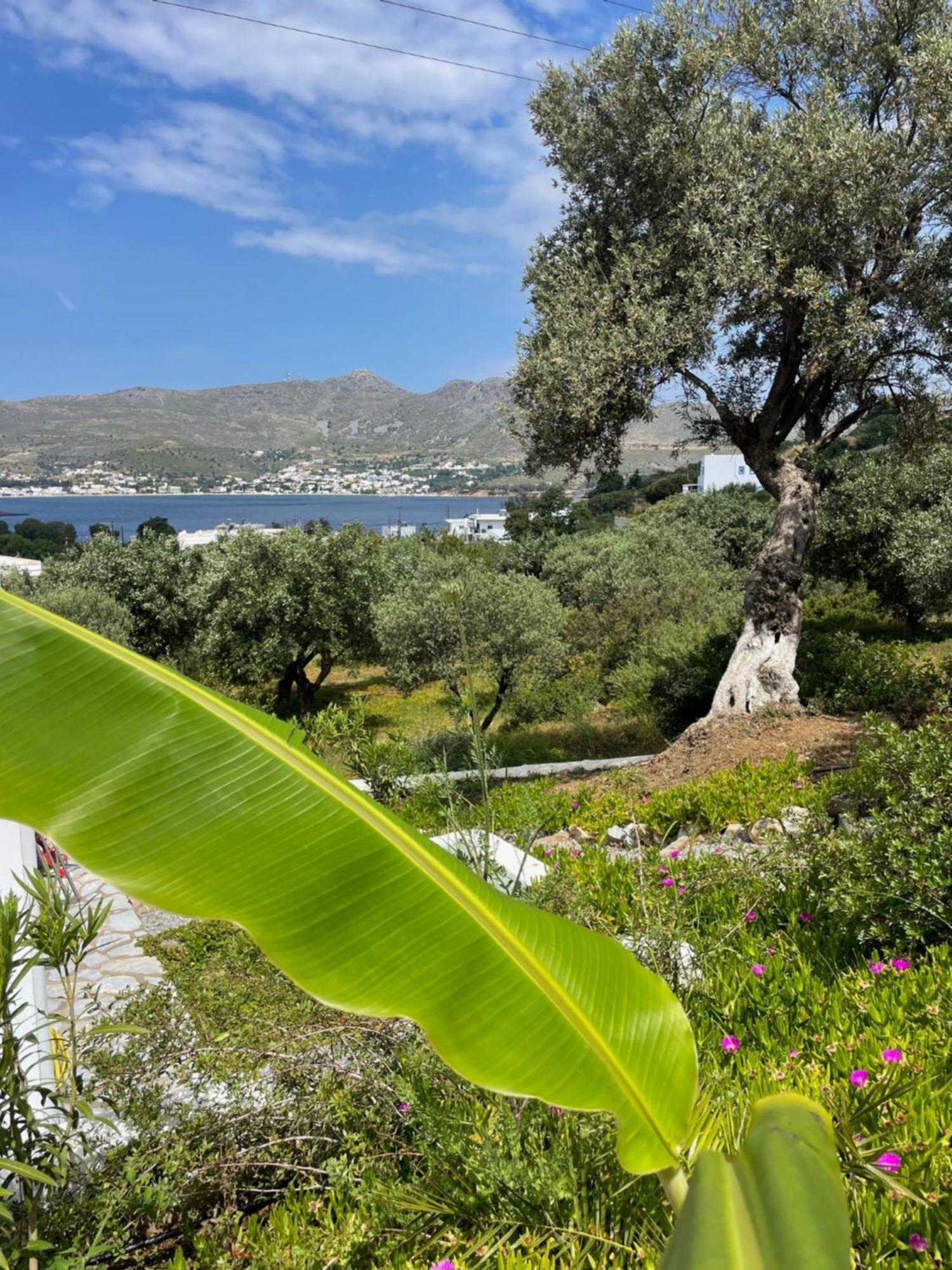 The Velanidies - Οι Βελανιδιές Agia Marina  Exteriér fotografie
